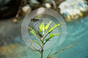 Dragon fly and a caterpillar on a same leafy plant in the forest of Himalayas , Uttarakhand India