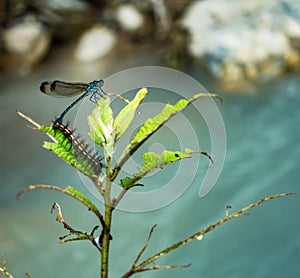 Dragon fly and a caterpillar on a same leafy plant in the forest of Himalayas , Uttarakhand India