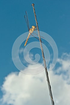 dragon fly, clasping onto an automobile antenna