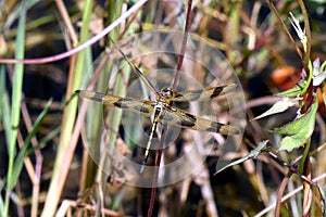 Dragon fly in close up in jungle