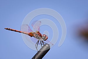 Dragon fly close up shot.