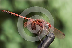 Dragon fly close up shot.