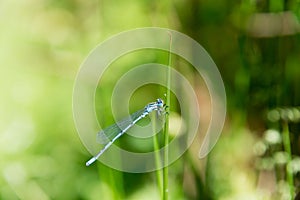 Dragon Fly, common blue damselfly