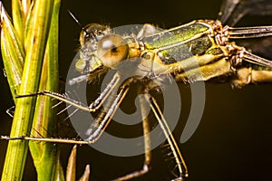 Dragon fly on corn