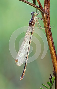 Dragon-fly with dew-drops