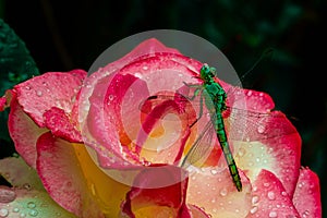 Dragon fly drinking a bead of water