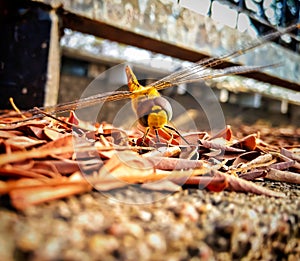 Dragon fly in a dry grass fields