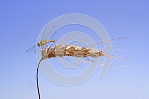 Dragon-fly on the ear of corn