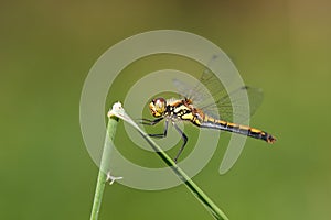 Dragon-fly female Sympetrum danae