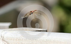 Dragon fly in flight