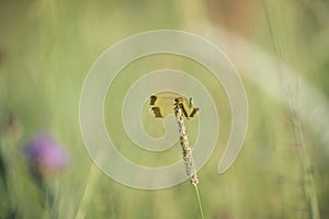 Dragon-fly on a grass spike