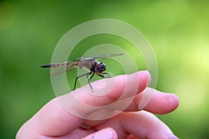 Dragon fly on a hand