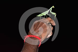 Dragon fly on hand at night time.