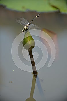 A dragon fly having lunch