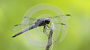 Dragon Fly isolated closeup