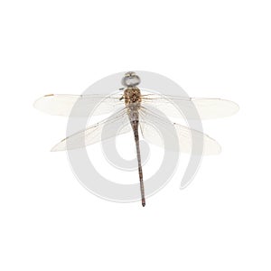 Dragon-Fly Isolated