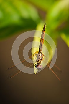 Dragon fly on a Jasmine tree leaf