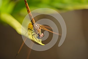 Dragon fly on a jasmine tree leaf