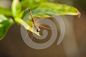 Dragon fly on a jasmine tree leaf