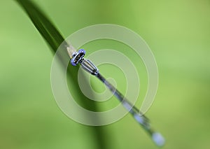 Dragon fly macro photograph