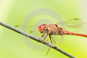 Dragon-fly