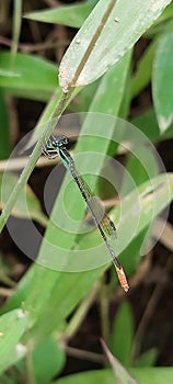 Dragon fly menempel di phon
