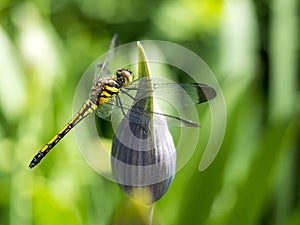 Dragon Fly