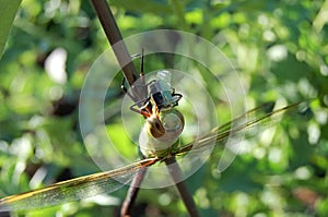 Dragon fly munching on green squash bug