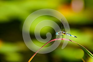 Dragon Fly Perched - Anisoptera