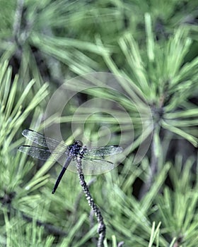 Dragon fly perched on a pine branch