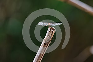 Dragon fly perched on a reed