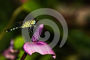 Dragon fly resting on flower.