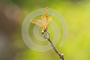 A dragon fly resting on a stem