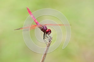 A dragon fly resting on a stem