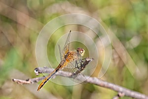 Dragon Fly Resting on a Twig