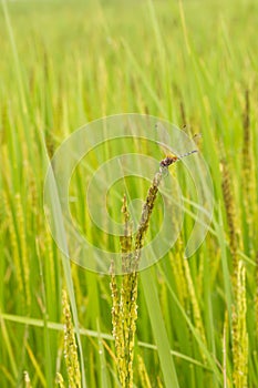 Dragon fly on rice