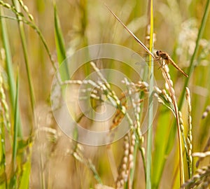 Dragon-fly seat on a rice