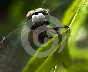 Dragon fly siting on the green leaves and green background in the garden