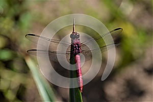 Red dragon fly sitting on a small twig