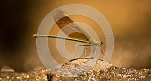 Dragon fly sitting on Stone in river water.