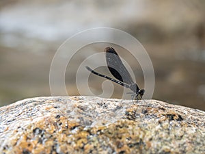A dragon fly sitting on a women hand