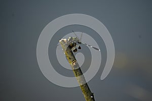Dragon fly on a stick
