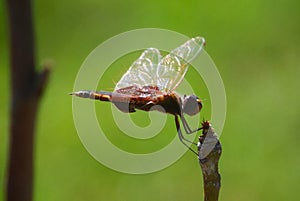Dragon Fly with Sunbursts photo