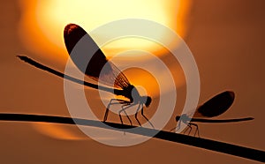 Dragon-fly on sundown photo