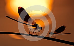 Dragon-fly on sundown