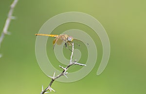 Dragon Fly on Thorny Branch of Plant