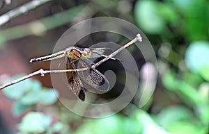 Dragon Fly on Twig