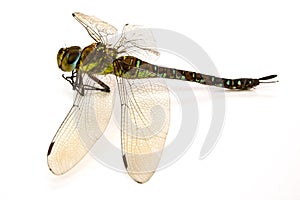 Dragon-fly in a type