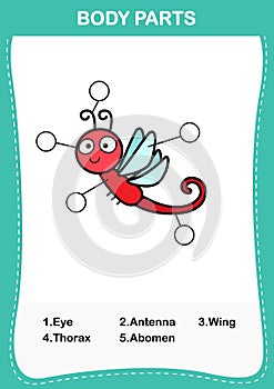 Dragon fly vocabulary part of body,Write the correct numbers of body parts