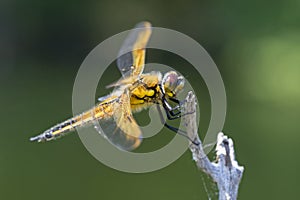 Dragon fly on wood